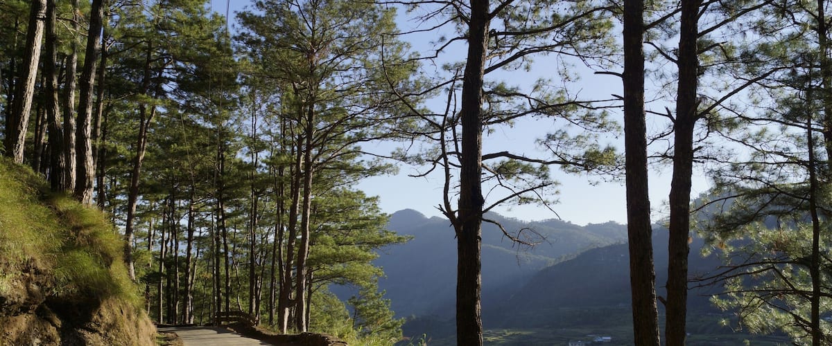 A winding mountain road surrounded by tall pine trees, with a view of distant hills and a clear sky.