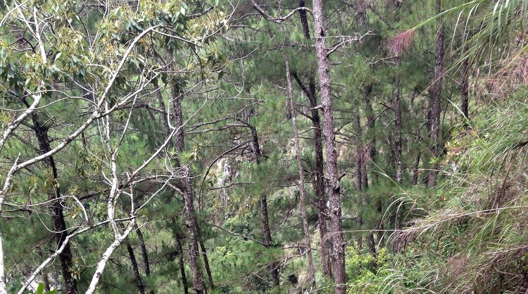 Trail to Lumiang Cave