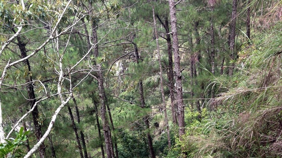 Trail to Lumiang Cave