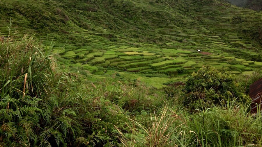 The whole trek to Bomod-ok Falls was really long and exhausting, however, was worth all the effort because the views and sceneries of the rice terraces on your way down were truly stunning and breathtaking.