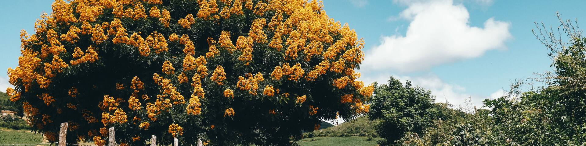 A dirt road flanked by greenery and a large tree with yellow flowers.