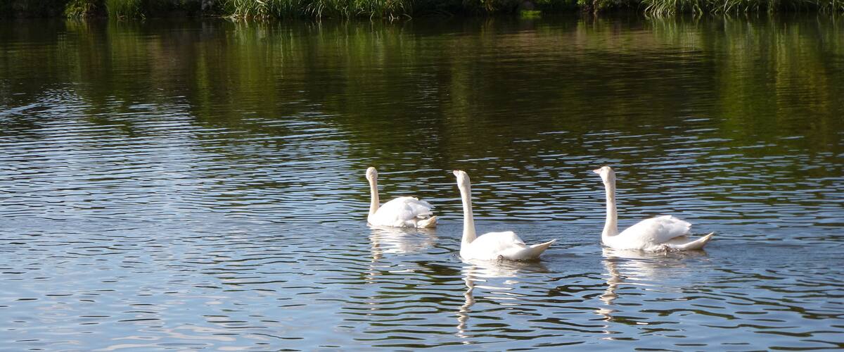 Three white swans swimming in a calm body of water with reflections of surrounding greenery.