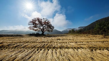 Fall Landscape of Wonjeong-ri, Boeun, South Korea