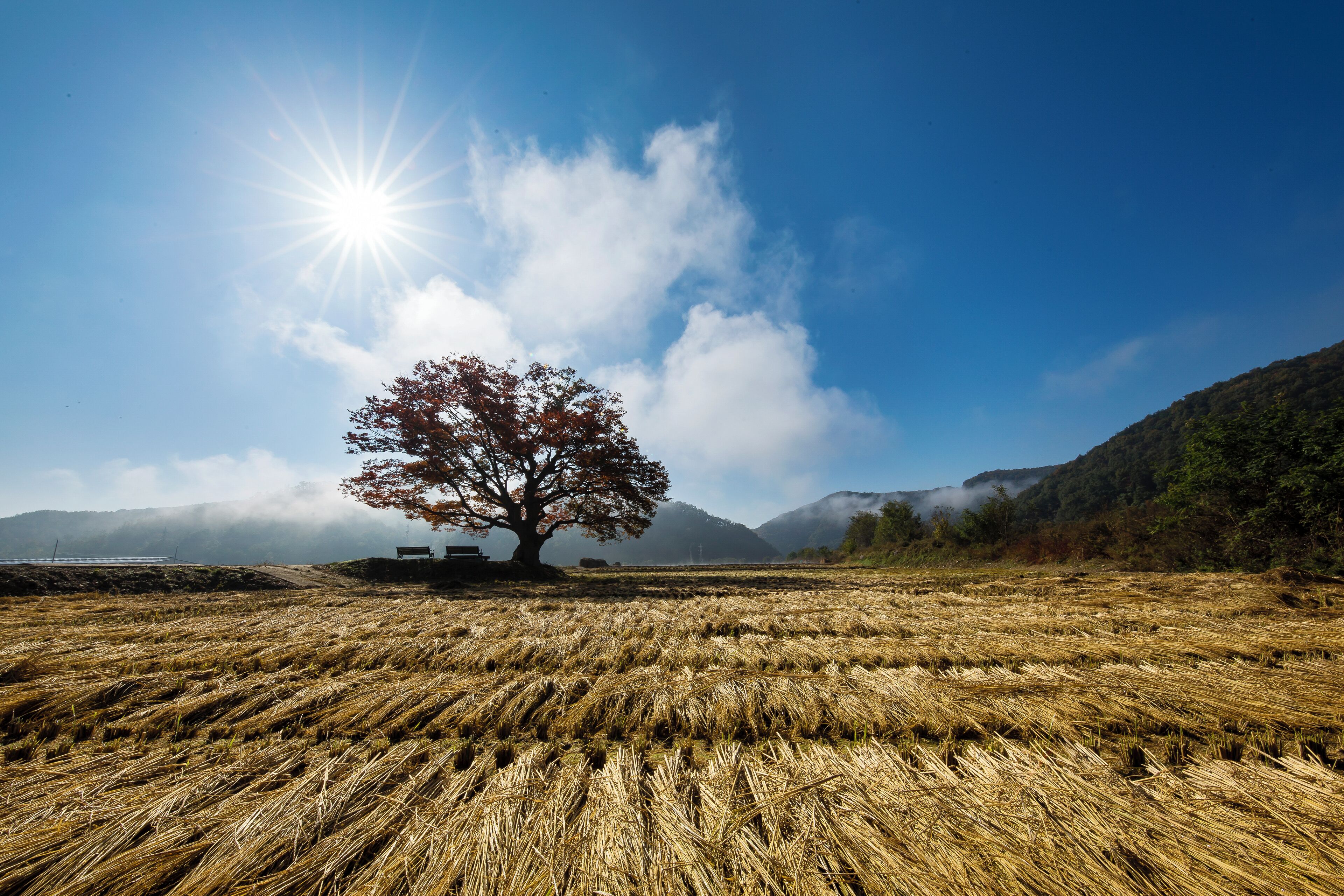 A field with a lone tree and mountains in the background.