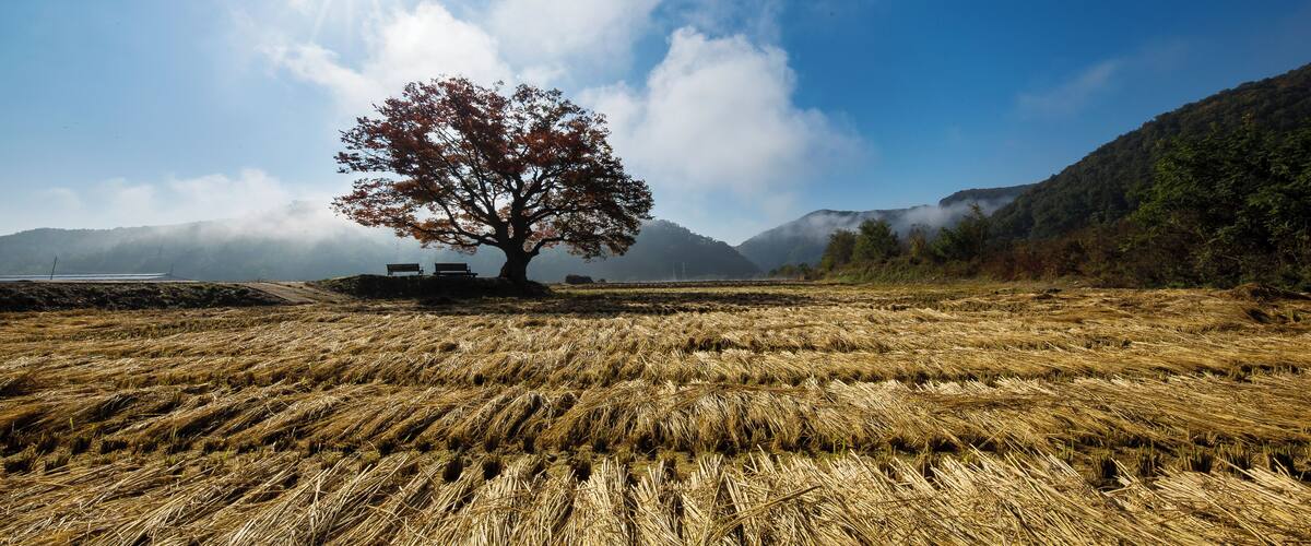 A field with a lone tree and mountains in the background.