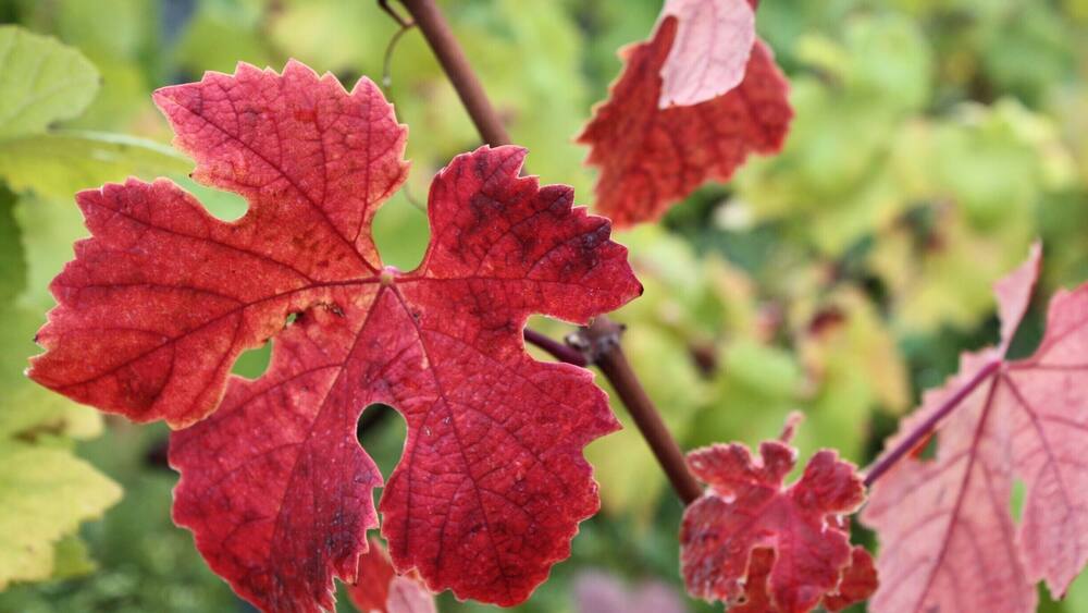 A close-up of red autumn leaves on a tree branch.