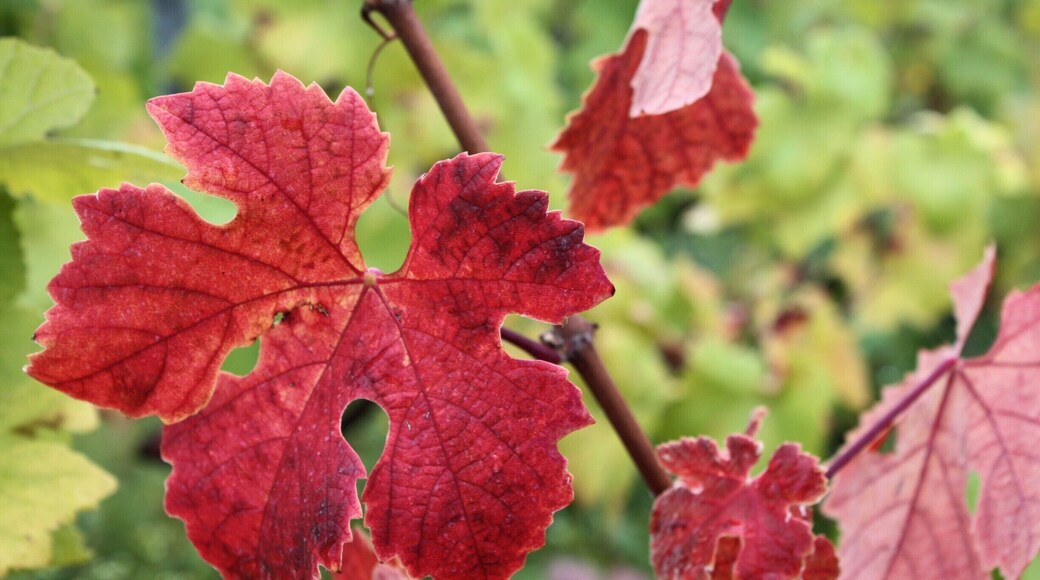 Vineyard fall leaves.