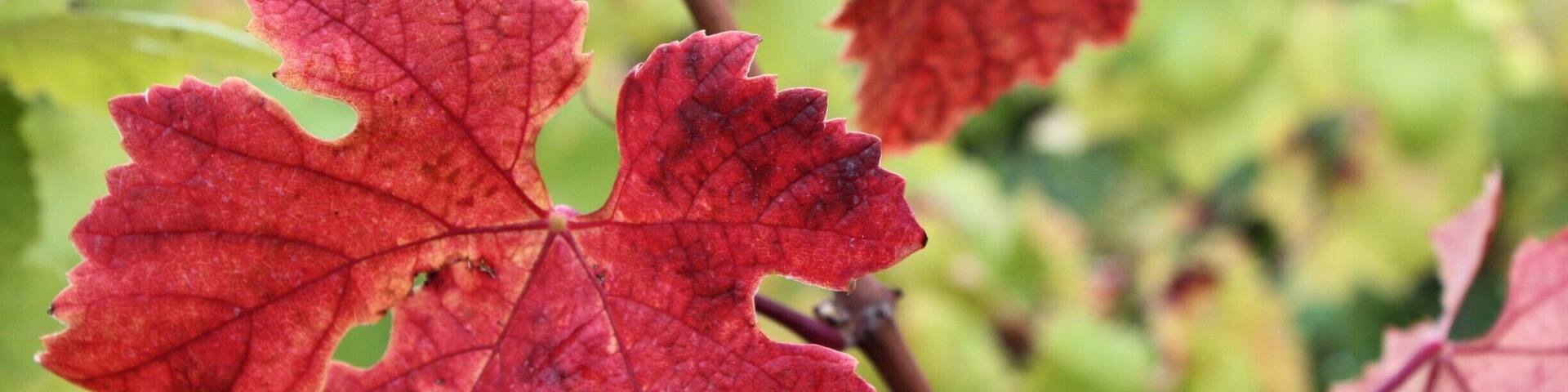 Vineyard fall leaves.