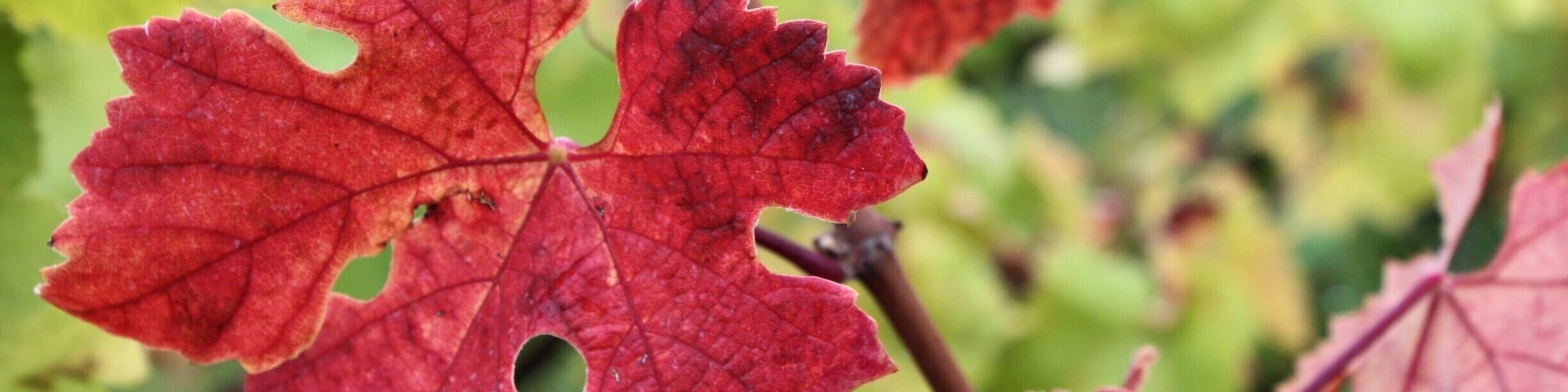A close-up of red autumn leaves on a tree branch.