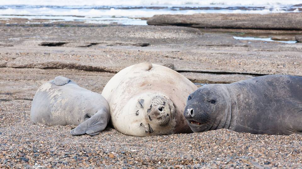 Three seals resting on a rocky beach with the ocean in the background.