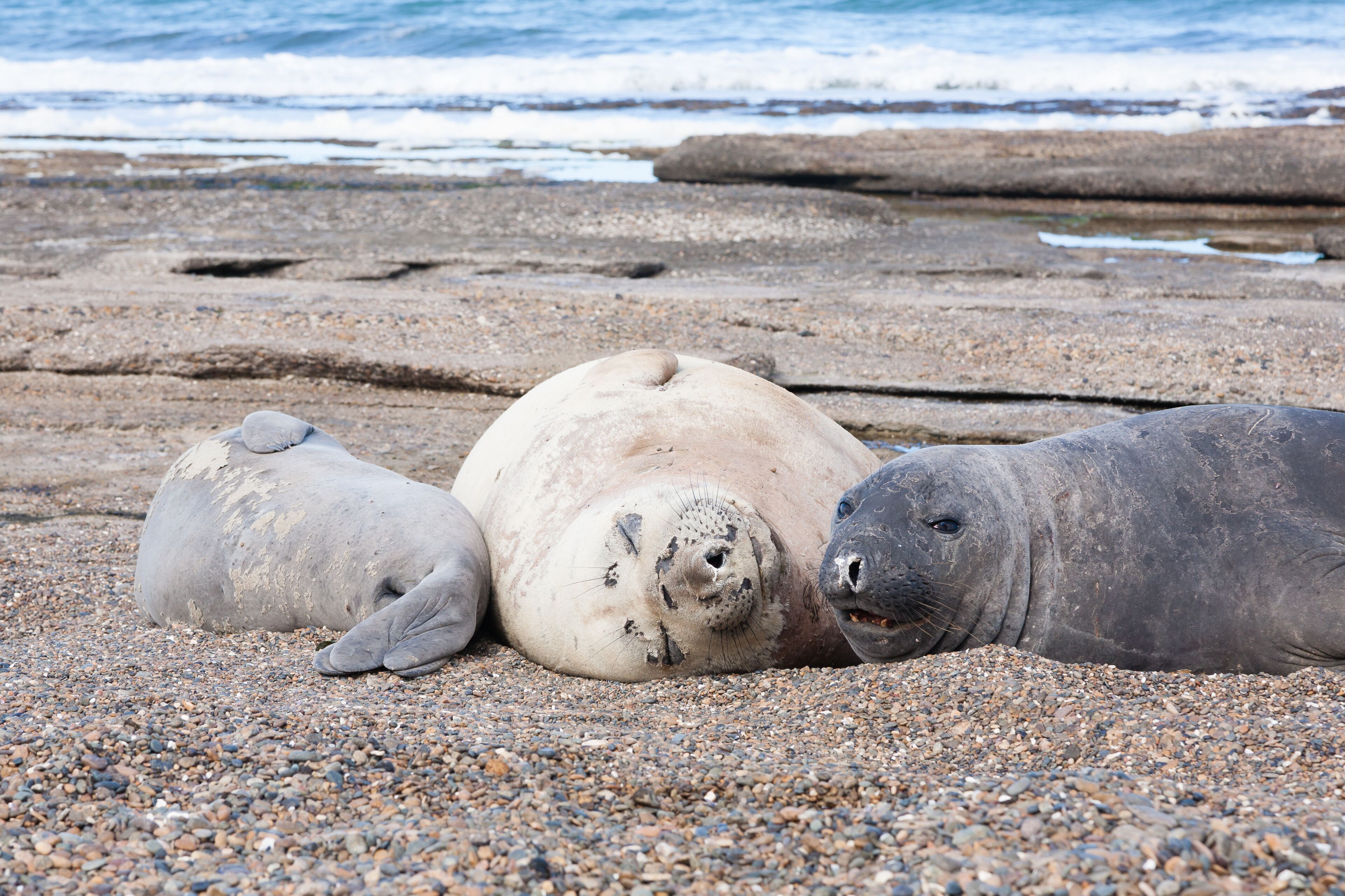 Three seals resting on a rocky beach with the ocean in the background.