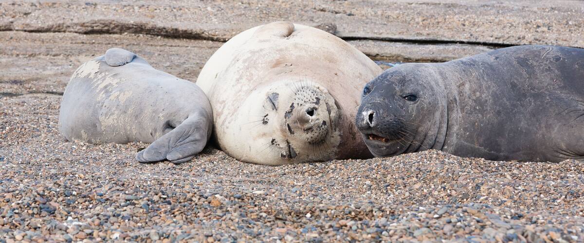 Three seals resting on a rocky beach with the ocean in the background.