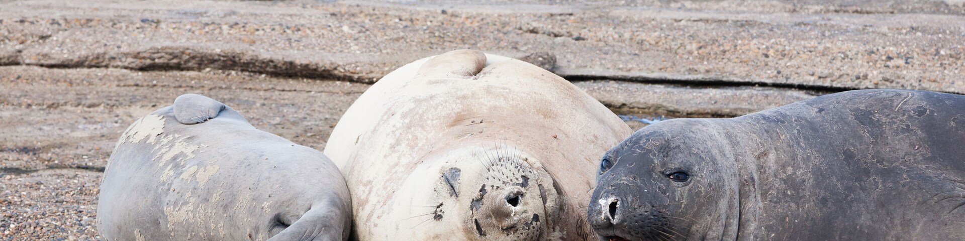 Three seals resting on a rocky beach with the ocean in the background.