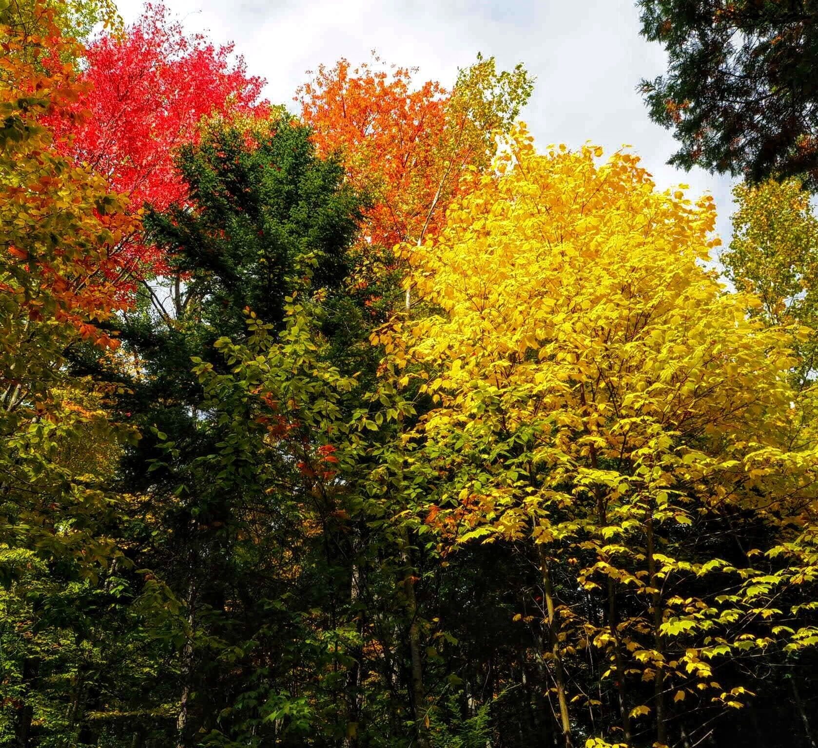 Not only is the river rushing down the canyon a spectacle, but the trees were getting in on the show as well.

#GreatOutdoors