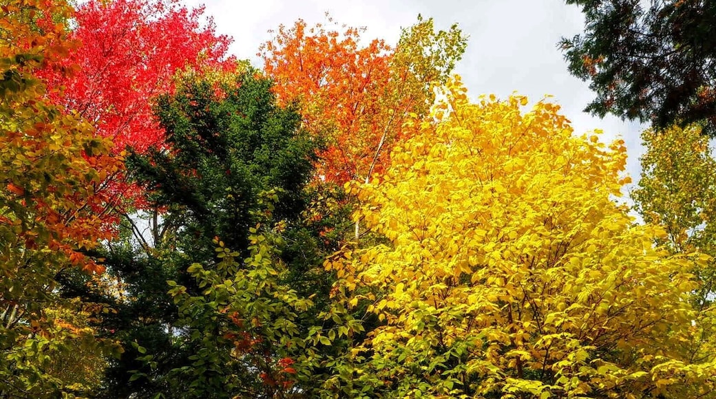 Not only is the river rushing down the canyon a spectacle, but the trees were getting in on the show as well.
#GreatOutdoors