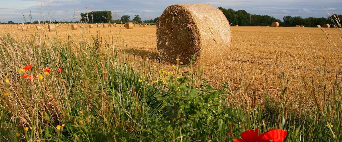 Agriculture landscape of Normandy, France