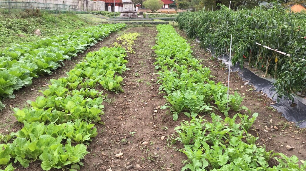 지리산 피아골 연곡사