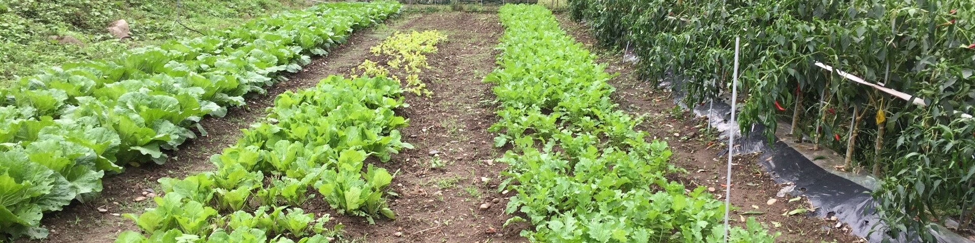 지리산 피아골 연곡사