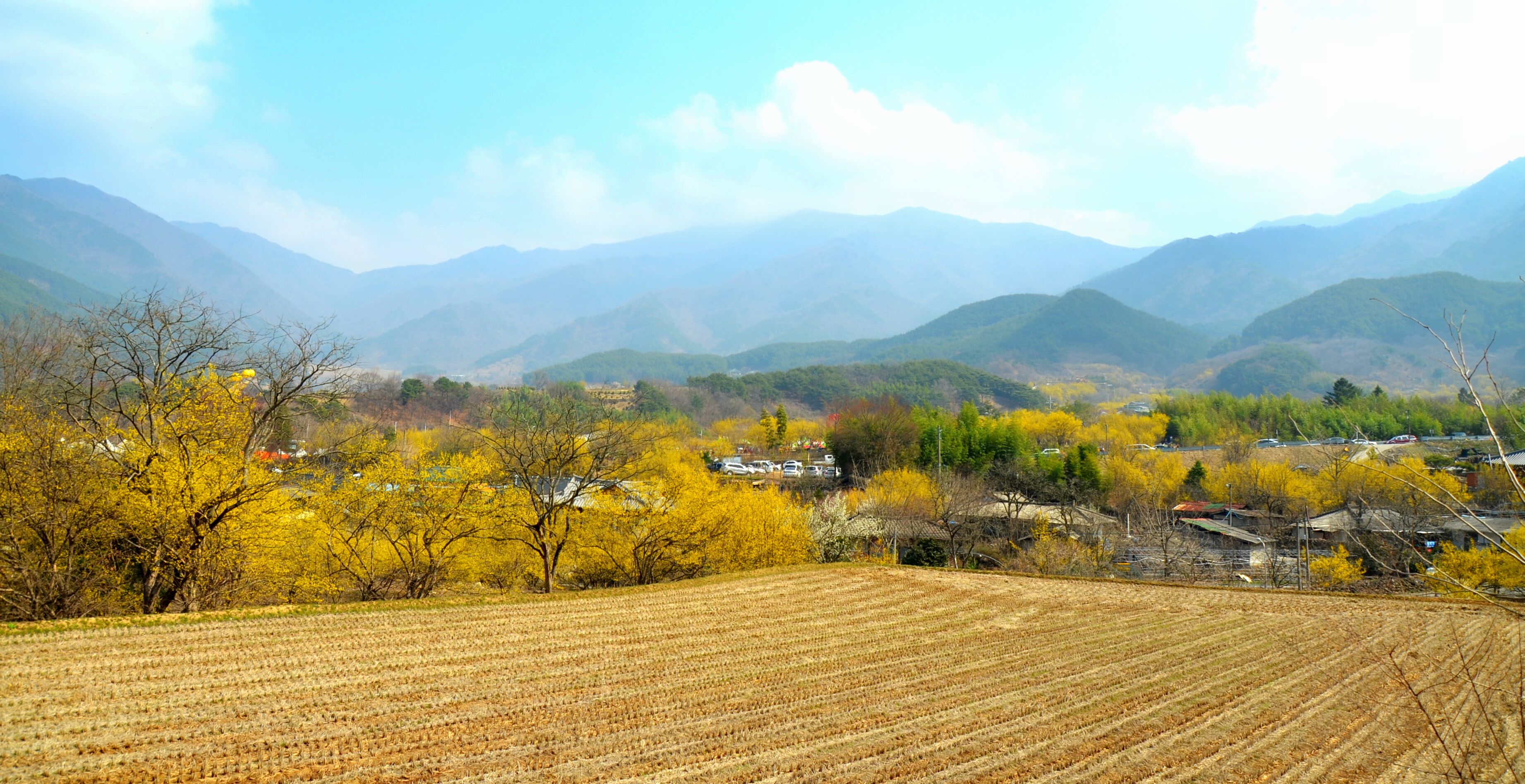 Landscape of Gurye county (South Korea) during Sansuyu flower festival