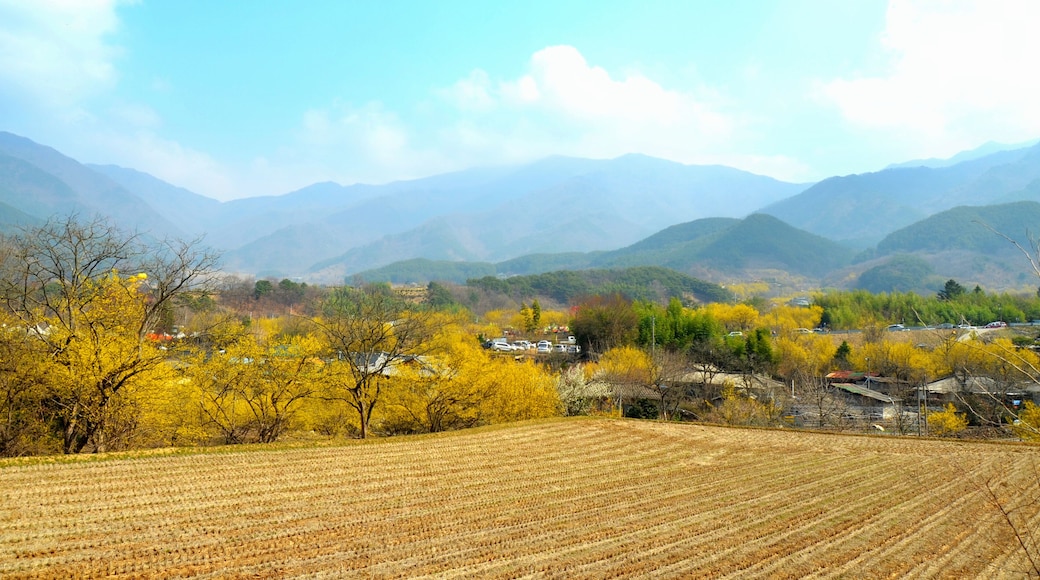 Landscape of Gurye county (South Korea) during Sansuyu flower festival