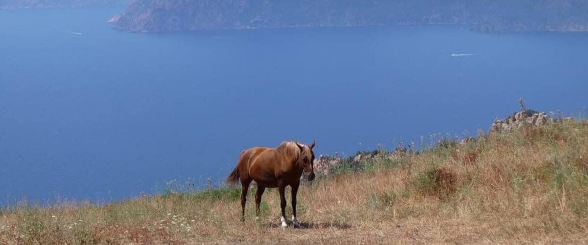 A brown horse on a grassy hill overlooking a large body of water with mountains in the background.