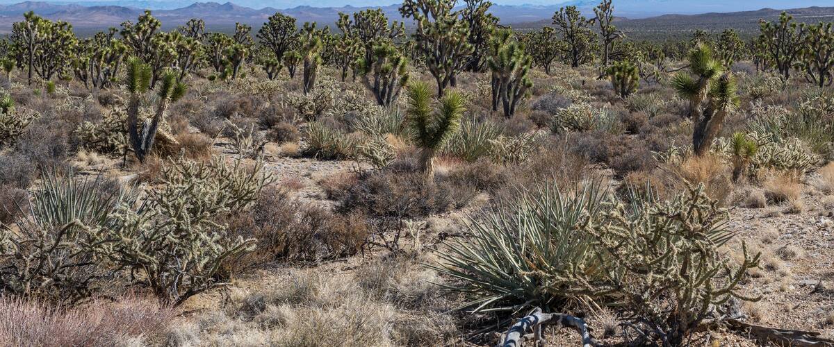 An Eastern Joshua Tree (Yucca brevifolia var. jaegeriana) woodland vegetation community in Wee Thump Joshua Tree Wilderness located south of Las Vegas, NV