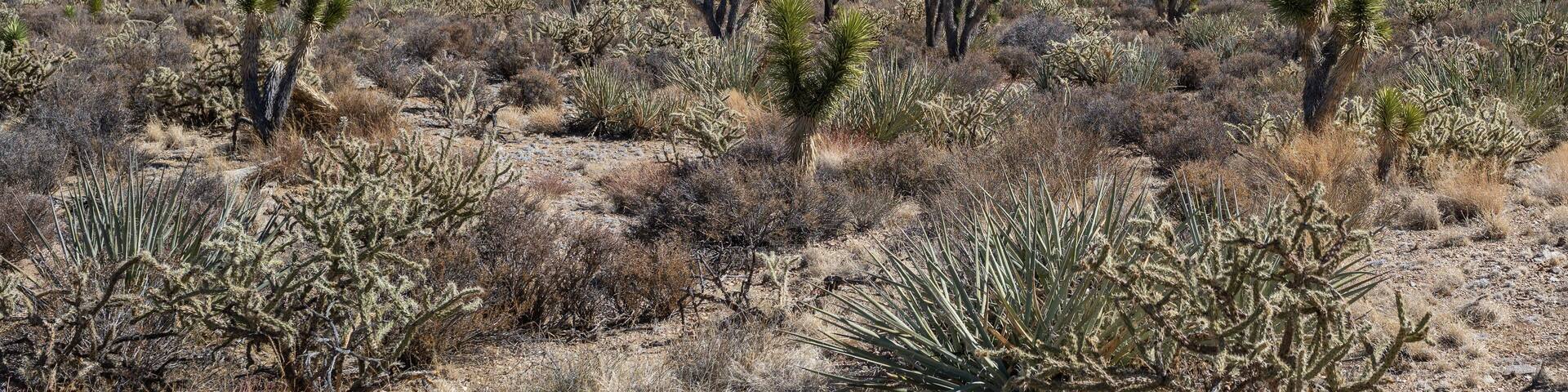 An Eastern Joshua Tree (Yucca brevifolia var. jaegeriana) woodland vegetation community in Wee Thump Joshua Tree Wilderness located south of Las Vegas, NV