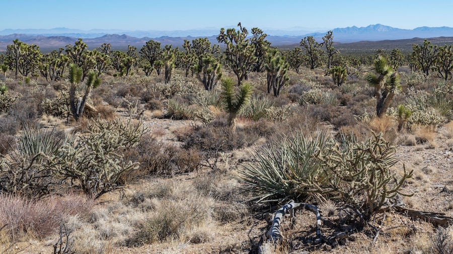 Parc Comunitari de Yucca Valley