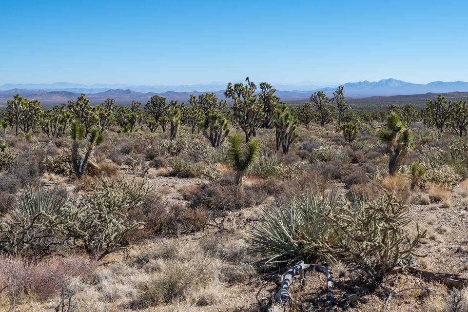 A desert landscape with Joshua trees and sparse vegetation.