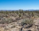 An Eastern Joshua Tree (Yucca brevifolia var. jaegeriana) woodland vegetation community in Wee Thump Joshua Tree Wilderness located south of Las Vegas, NV