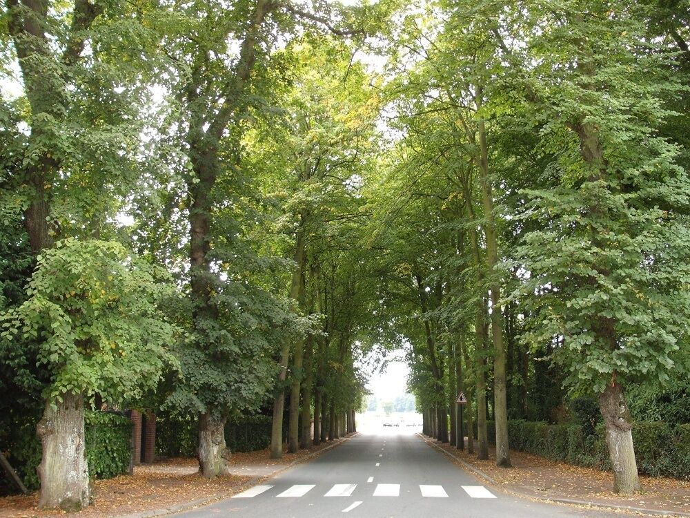 Ardres - Route de Licques