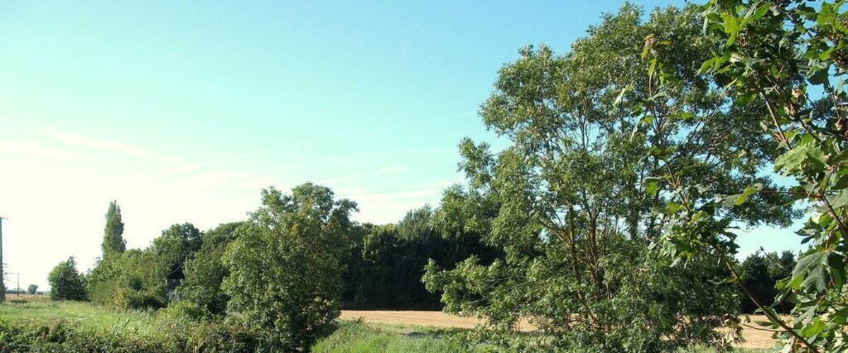 A river with surrounding greenery and trees.
