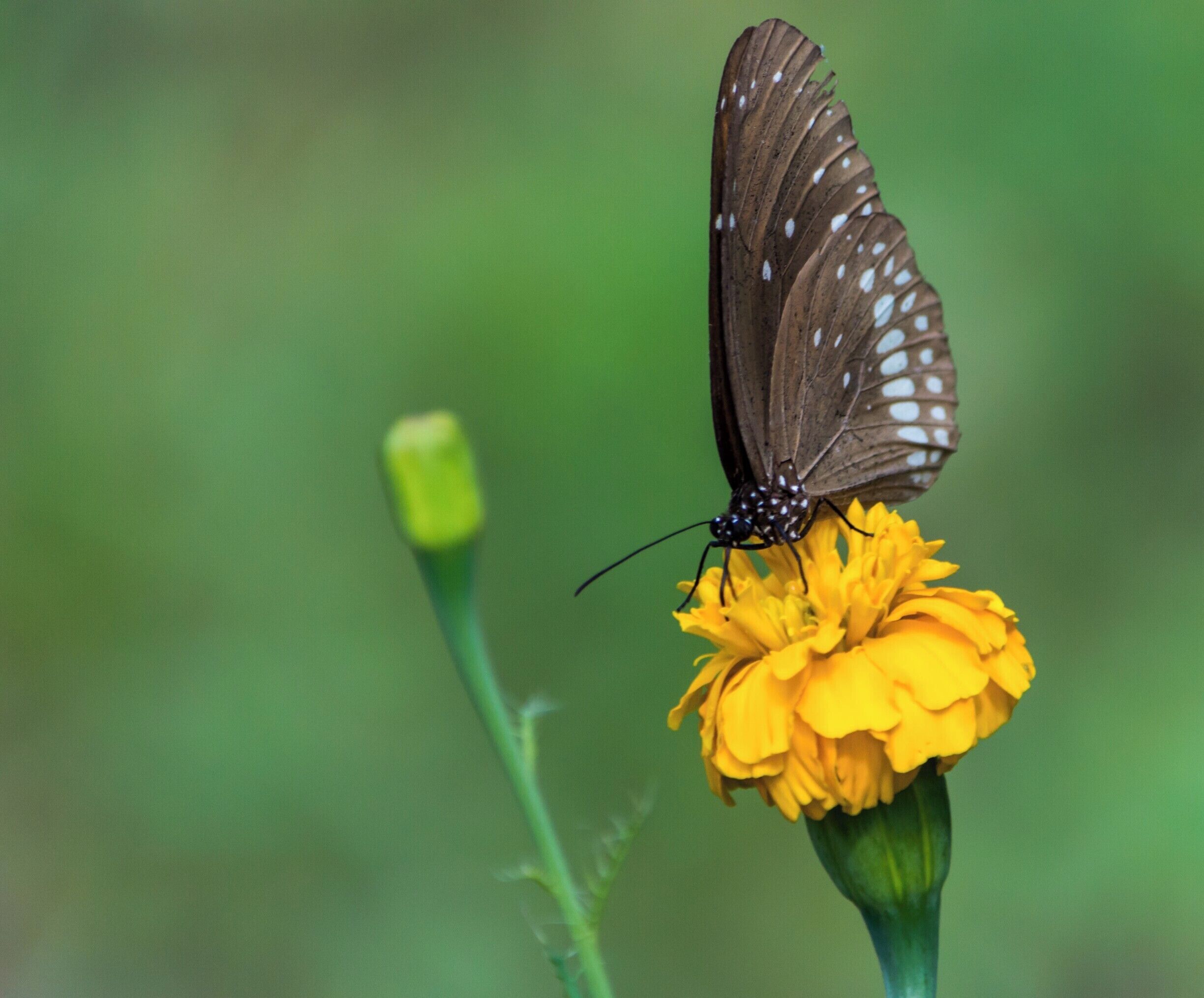 A common butterfly spotted in my home garden. I was just roaming around my home garden looking for some cool shots of birds and ended up with capturing these butterflies. 