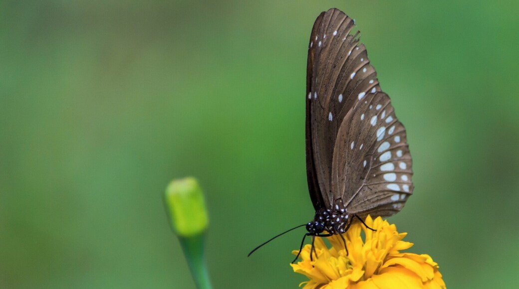 A common butterfly spotted in my home garden. I was just roaming around my home garden looking for some cool shots of birds and ended up with capturing these butterflies.