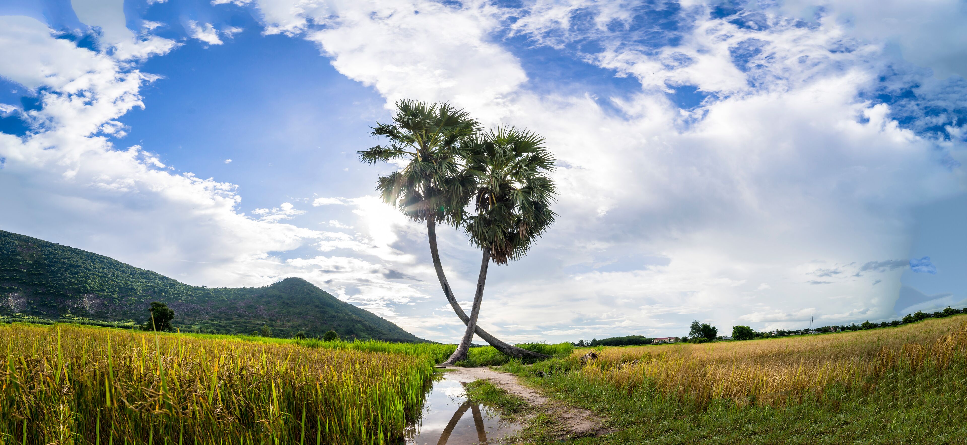 เตยนินห์