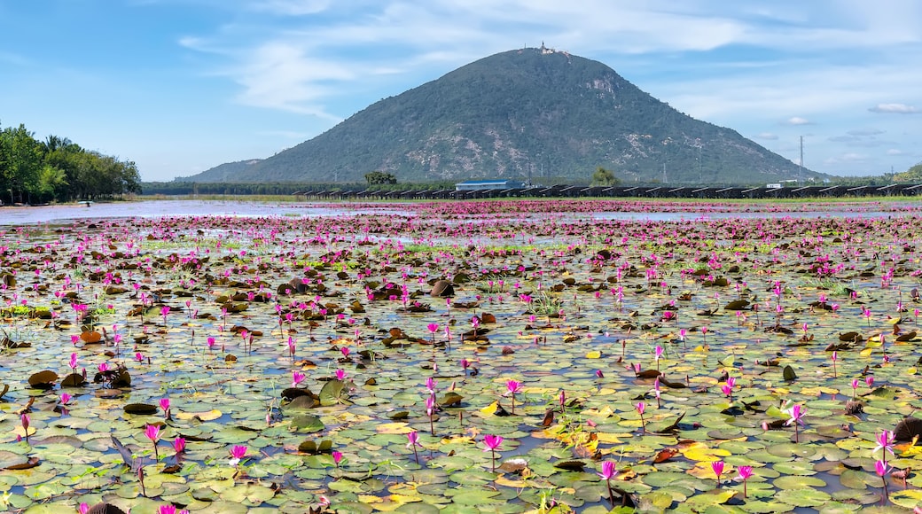 เตยนินห์