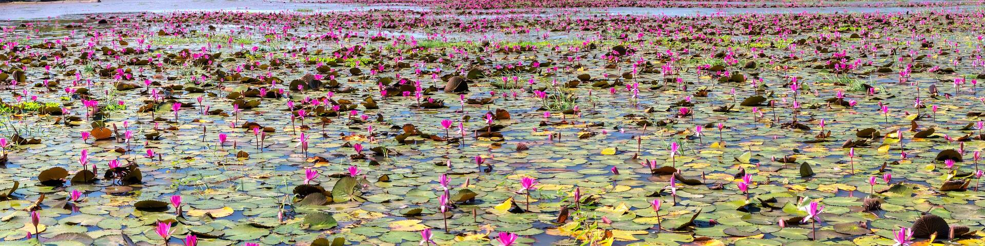 A lotus pond with a mountain in the background.