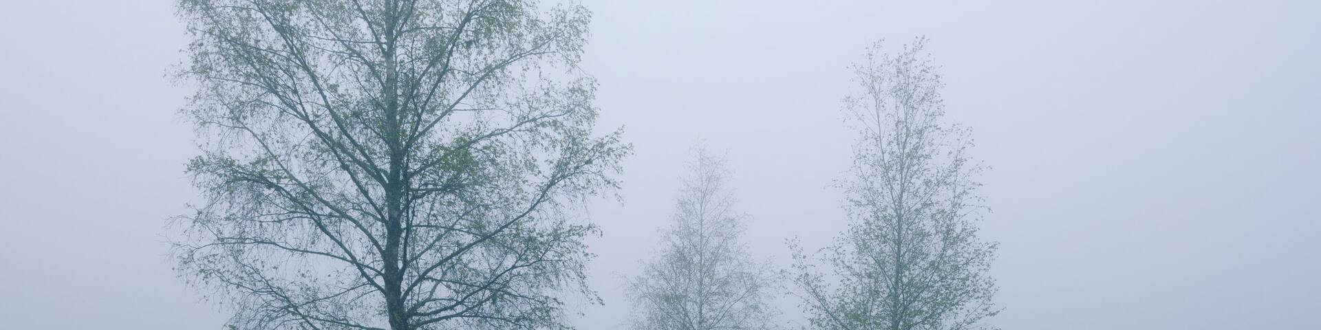 A foggy landscape with three trees reflected in calm water.