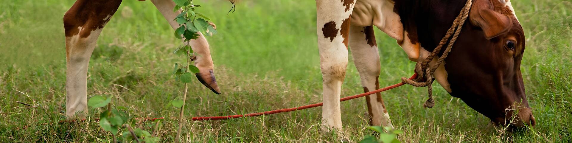 Ponwar Cattle Walking and Eating Grass on the Green Meadow, Ponwar Cow Eating Grass on the Field