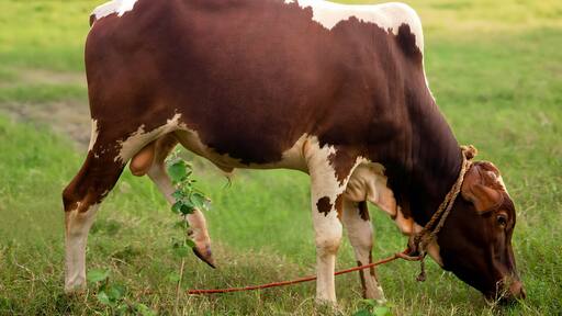 Ponwar Cattle Walking and Eating Grass on the Green Meadow, Ponwar Cow Eating Grass on the Field
