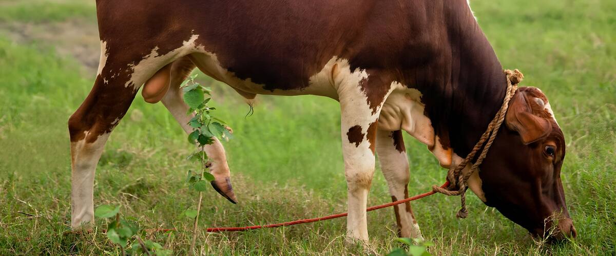 A cow grazing in a grassy field.