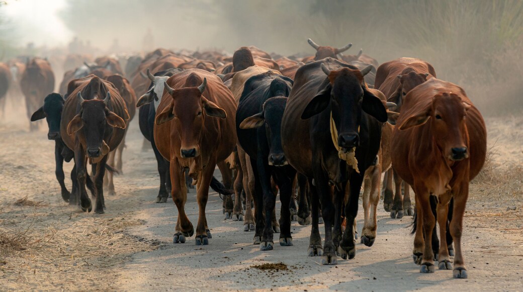 flock of cattle with dust in background sahiwal cattle cows in bulk, Sahiwal cattle is a breed of zebu cow, named after an area in the Punjab, Pakistan
