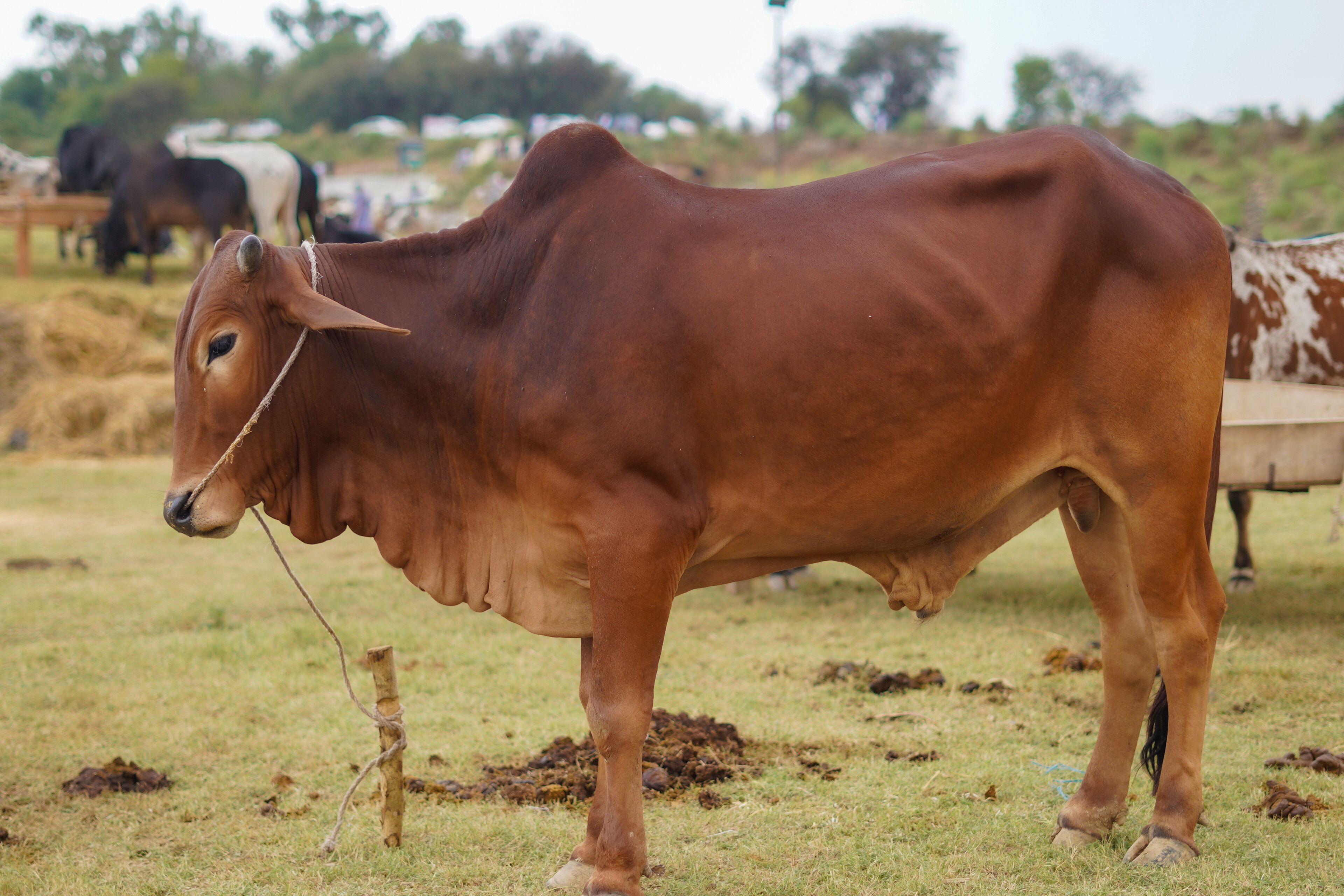 Red Sahiwal cow at an Eid ul Adha cattle market.