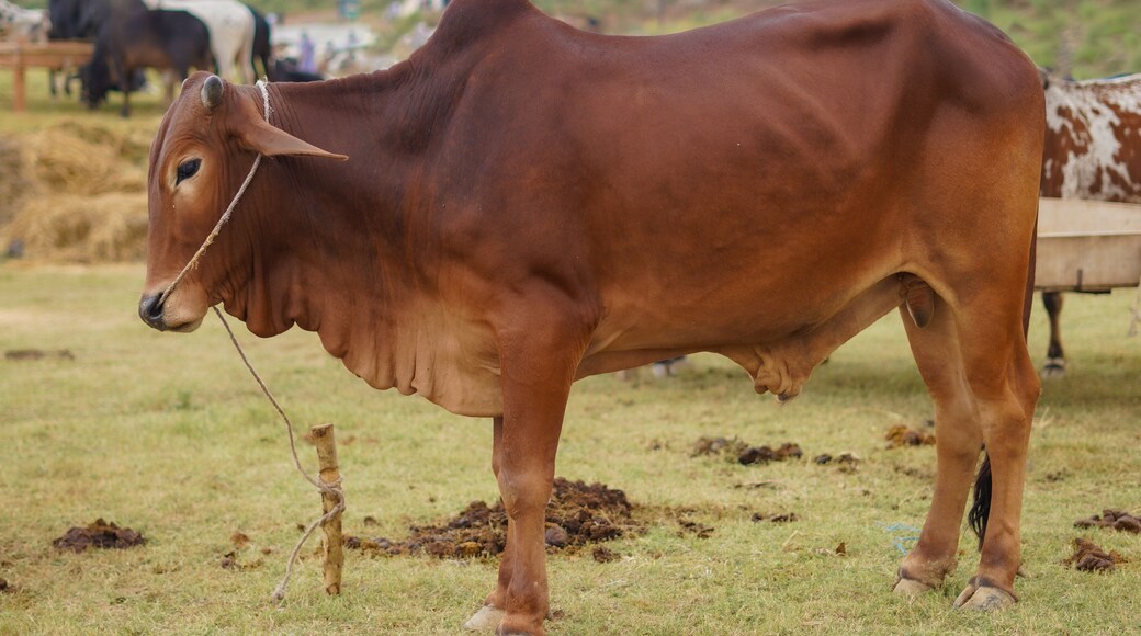 Red Sahiwal cow at an Eid ul Adha cattle market.