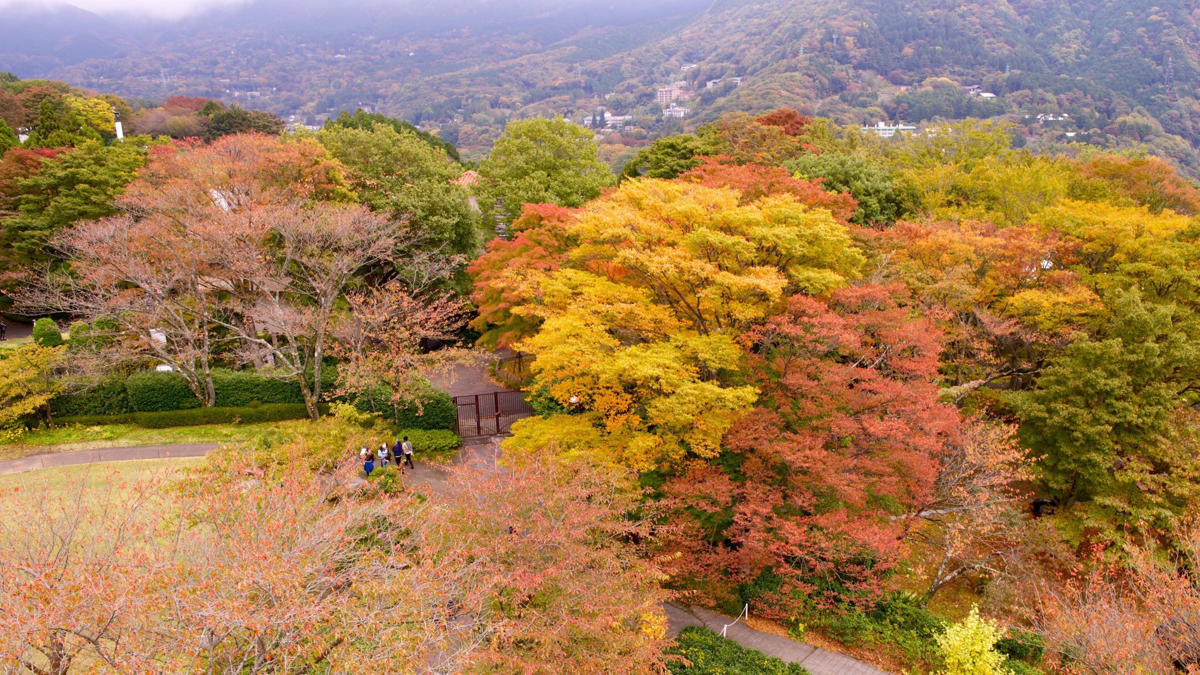 Hakone Open Air Museum showing autumn leaves, forests and a park
