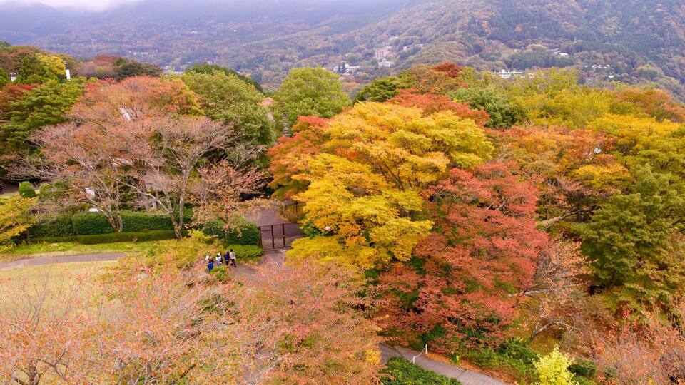 Hakone Open Air Museum showing autumn leaves, forests and a park