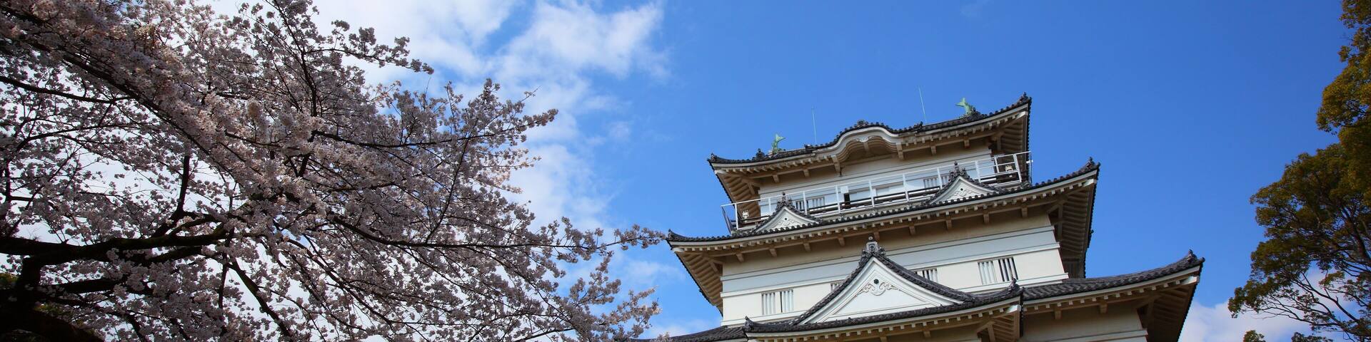 Odawara Castle and cherry blossom in japan