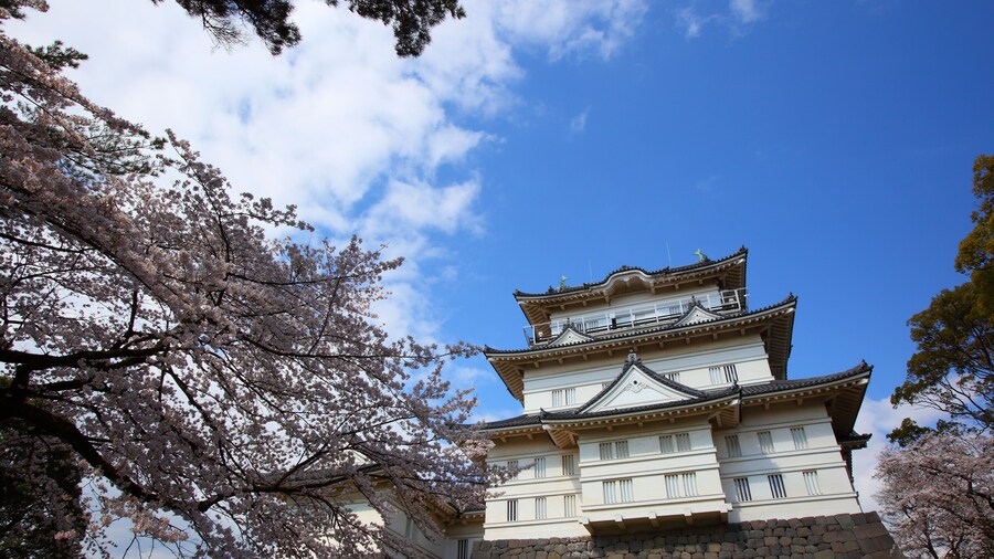 Odawara Castle and cherry blossom in japan