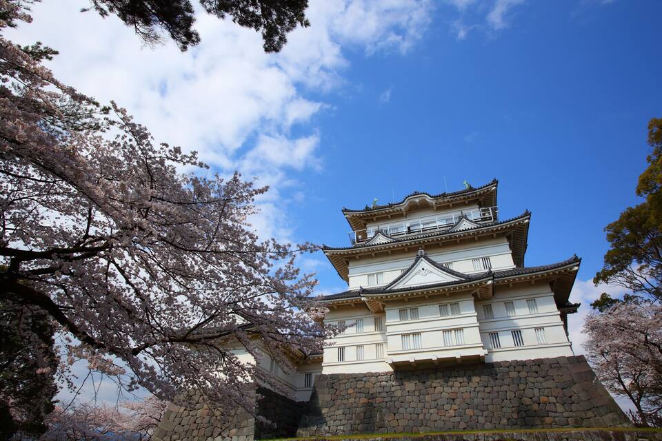 Ett traditionellt japanskt slott med vita väggar och ett tak täckt med tegelpannor, omgivet av körsbärsträd i full blom.