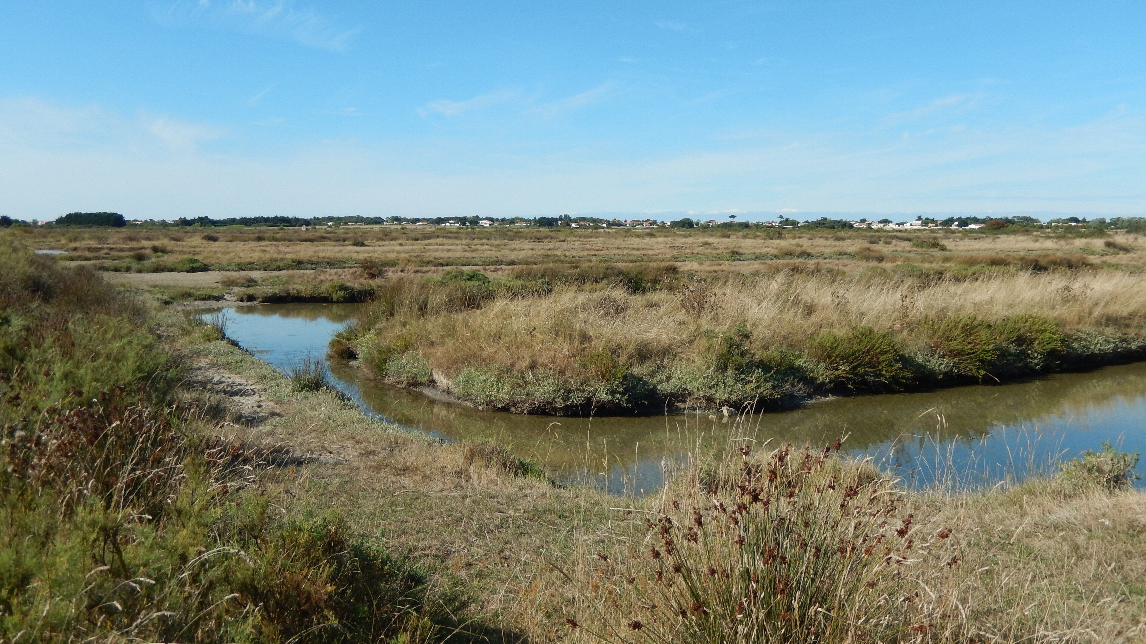Le « Grand Marais » au sud de la commune de La-Brée-Les-Bains, sur l'île d'Oléron.